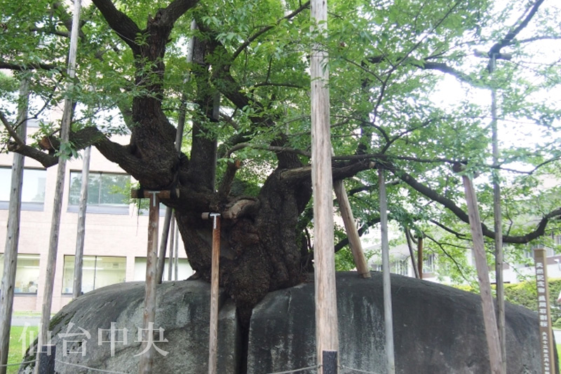 岩手県盛岡市の石割桜